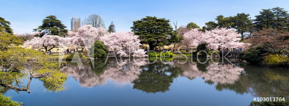 Picture of Kirschblte im japanischen Garten in Tokyo Japan 